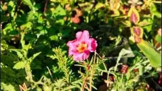 Time-lapse - Flower Closing
