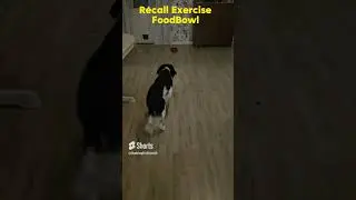 Recall Exercise Food Bowl  | Dog Training #shorts