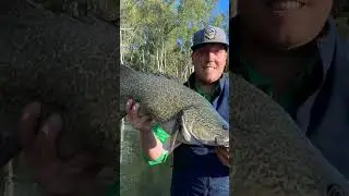 My new favourite Murray Cod Lure              Bassman Tubby #Murray cod #bassmanspinnerbaits