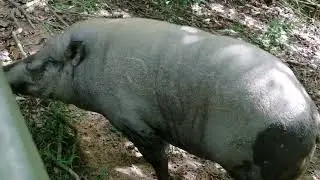 GIGANTIC WILD BOAR IS GROWLING, ASKING FOR FOOD #forest #wildlife #hiking #mountains #wildlife #pets