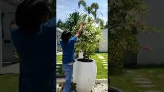 Trimming Bougainvillea: Step-by-Step Guide for Pruning and Shaping | Expert Tips and Techniques