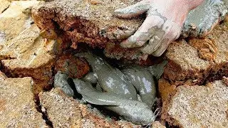 10 MOST AMAZING FISHING DISCOVERIES!