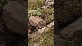 African Vlei Rat #vlei #rat #pika #pikachu #rat #wildlife #cute #mouse #nature #eating #aw HA61029