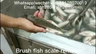 Brush fish scale removing machine fish scaler seafood processing machine fish scale remover