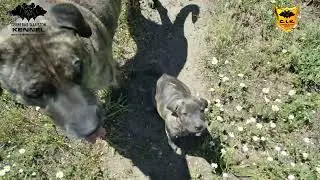 Anakin & Hestia Cerberus Illusion - Cimarron Uruguayo puppy at Cerberus Illusion Kennel