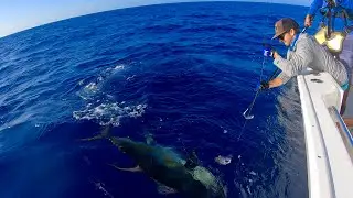 GIANT Yellowfin Tuna in Mexico!!