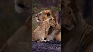Feel Lion Cub Wonder | Forest Music & Wildlife Sounds | Peaceful Earth #Shorts