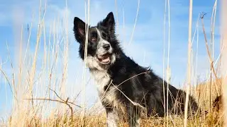 Collie Breed Spotlight: Temperament and Personality
