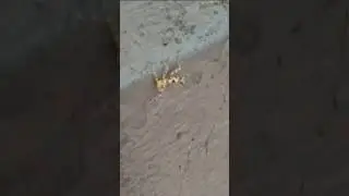 Nymph of Flower Mantis #mantis