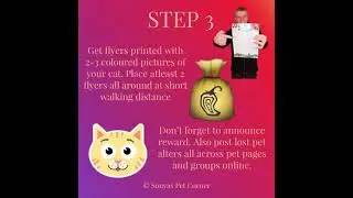 How to Recover Lost Cat - Sonyas Pet Corner, ABBOTTABAD Pet Care Pakistan