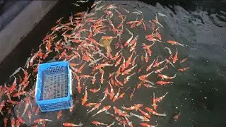 #japanese #koi imported koi fish farm in India #lndia #exoticfish വീഡിയോ ആദ്യം മുതൽ അവസാനം വരെ കാണുക