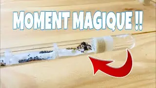 Messor Barbarus #7 AIDE TON PROCHAIN ( HD/4K )