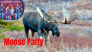 Moose Party