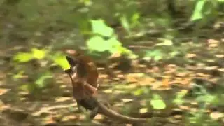 Screaming running lizard