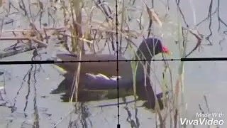 Airgun(P15  PCP)Moorhen Hunt.