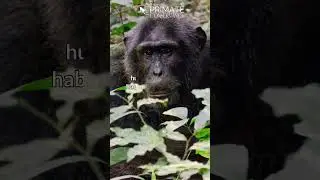 Eastern Chimpanzees in 34 seconds