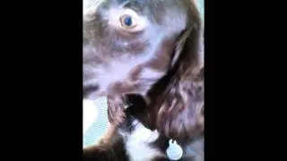 Dogs Day Out | Kirsty Young