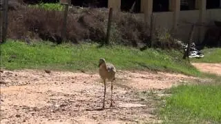 Seriemas dando um show de inteligência na Fazenda Retiro Santo Antônio
