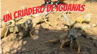 Nos fuimos a conocer el Criadero de Iguanas en la Costa Grande !!!