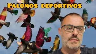 Los buenos no son tan buenos.. Palomos deportivos 🤔