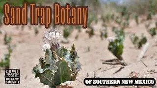 Sand Trap Botany of Southern New Mexico
