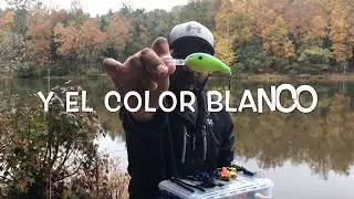 Que seńuelos y colores utilizar en aguas SUCIAS/TURBIAS
