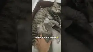 😺😹Watch as this pint-sized adventurer, the small kitten, ta❤️🐾#petlovers #cats