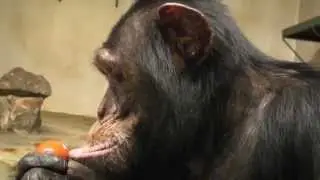 Simpanze i Vaskrs (Easter) - ZR - Beo Zoo Vrt
