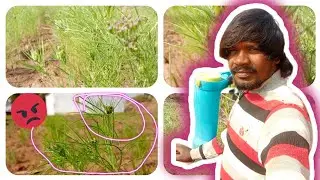 ઉત્તરાયણ સ્પેશિયલ 🪁 | જીરામાં દવા છાંટી 😳