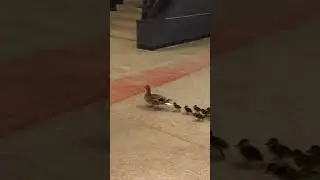 Mother Duck Breaks Into School with Ducklings!