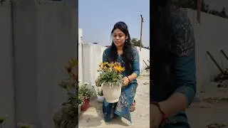 Gazania plant care tips #gardening #shorts #ytshorts #garden #flowers