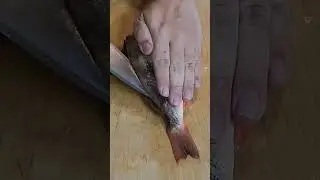 最高の白身刺身になるウスメバルを三枚おろし　Fillet goldeye rockfish