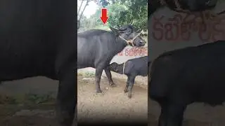 🚨Krosur Market New Buffalo Video !