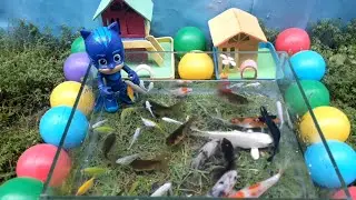 Catch ornamental fish, koi fish, guppy fish, goldfish, glowfis, redfin shark, ghost fish