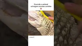 animal selvagem recebendo carinho 🥺 #selvagem #animal