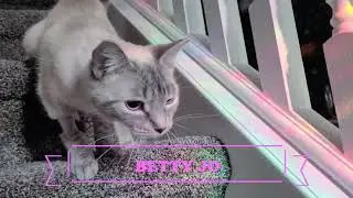 Betty Jo - Lynx Point Siamese - SPCR