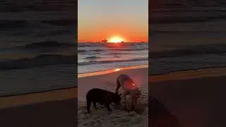 Looking for a treasure 🐶🐾 #calidogs