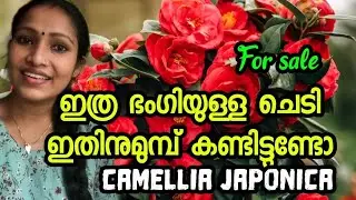 ഇത്ര ഭംഗിയുള്ള ചെടി കണ്ടിട്ടുണ്ടോ ?/Complete Care Camellia japonica