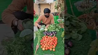 Today's Miracle harvest | Harvesting veggies from grow bags