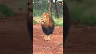 Lion Is Built Different 🦁#shorts&nbsp;#facts #animals #amazingfacts #lion