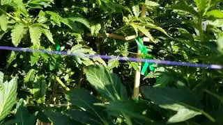Backyard cannabis Hobby Garden update