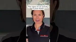 The signs of rat activity in your home
