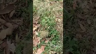 nemu durian lagi