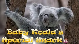 Baby Koala&rsquo;s Special Snack 💩 - Learn Fun Animal Facts!