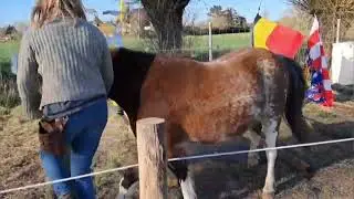 Horse Agilitycourse for Gaya March 2025 SP liberty bronze