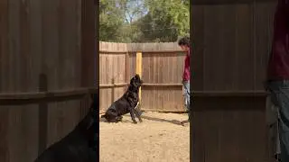 Cane Corso learning how to bark on command. #viral #shorts #dog #canecorso #italianmastiff #k9