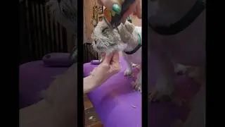 Shihtzu eye booger removal, grooming