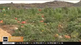 SoCal Spotlight: Kickoff the fall season at Tanaka Farms
