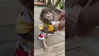 #monkey #picmonkey #monkeybab #cute #monkeymonkey #animals #cuteminkey #funny #babymonkey #remix