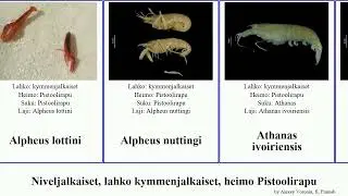 Niveljalkaiset, lahko kymmenjalkaiset, heimo Pistoolirapu alpheus arthropoda Synalpheus Athanas